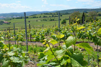 Weisser Burgunder / Pinot Blanc, Germany